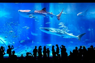 Ocean Expo Park and Okinawa Churaumi Aquarium